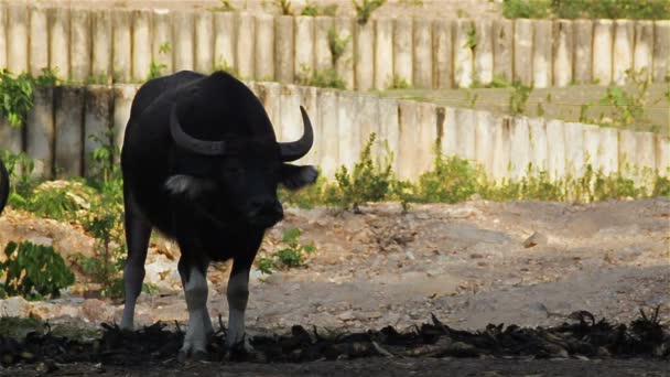 Vattenbuffel äter gräs i fält nära brasa, i Hd — Stockvideo