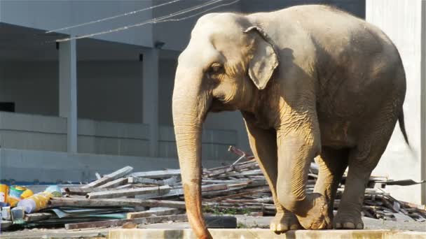 Asian Elephant boire de l'eau sur le chantier de construction 