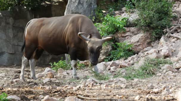 Banteng o Red Bull, macho de pie y comer hierba en el bosque, en HD — Vídeos de Stock