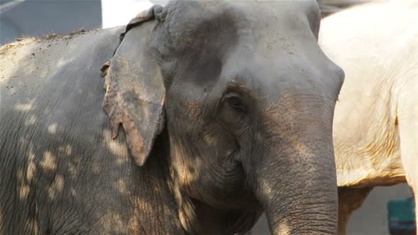 Close-up van de kop en de ogen van de Aziatische olifant, staan onder de boom in het bos — Stockvideo