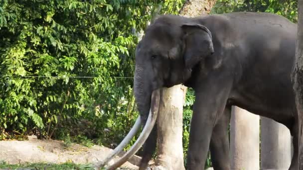 Asiatique éléphant taureau enchaîné pendant musth ou doit en HD, panoramique caméra gros plan 