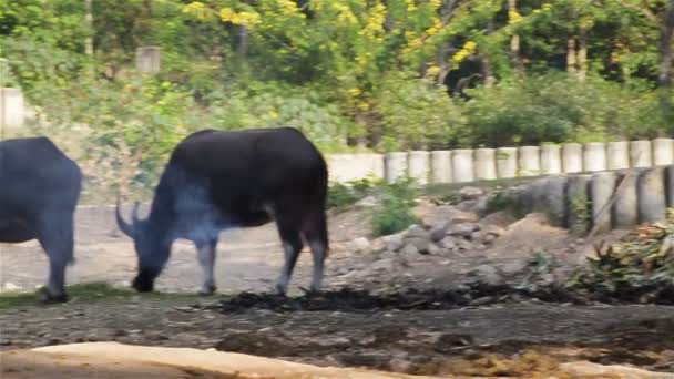 Búfalo de água branca e multidão comem grama no campo perto da fogueira, em HD — Vídeo de Stock