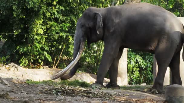 Asiático Elefante toro encadenado durante musth o mosto en HD — Vídeo de stock