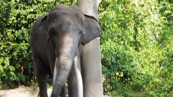 Asiatique éléphant taureau enchaîné pendant musth ou doit en HD, panoramique caméra gros plan 