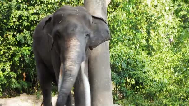 Asiático elefante touro acorrentado durante musth ou deve em HD, panning câmera tiro closeup — Vídeo de Stock