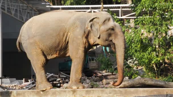 Asian Elephant boire de l'eau sur le chantier de construction 