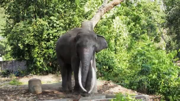 Asiático Elefante toro encadenado durante musth o mosto en HD — Vídeo de stock