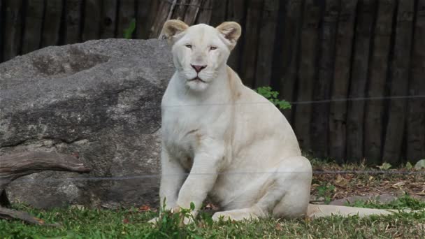 Jeune lion blanc assis sur le sol en HD — Video