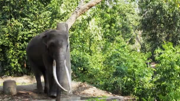 Азиатский слон прикован цепью во время муста или должен в HD — стоковое видео