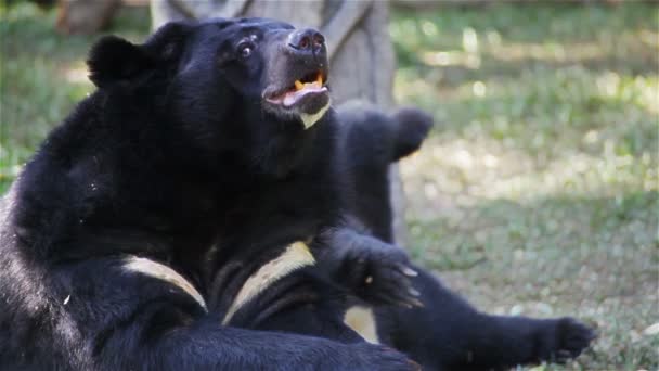 Asiatic black bear or Tibetan black bear, science names "Ursus thibetanus", laying down and relax on the ground, closeup in HD — Stock Video