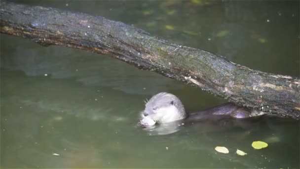 Fischotter fressen kleine Fische im Teich — Stockvideo