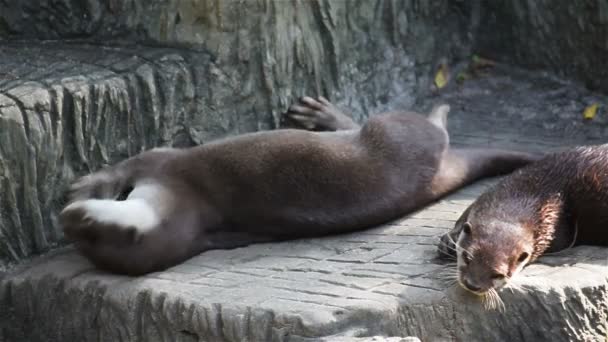 Couple otter sleeping and relaxing on the ground, in HD — Stock Video