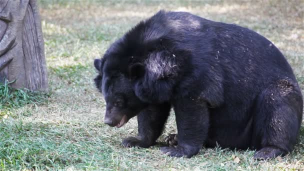 Asijský černý medvěd nebo tibetské černý medvěd, vědecké názvy "Ursus thibetanus", kterým se stanoví a relaxovat v Hd — Stock video