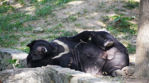 Urso negro asiático ou urso negro tibetano, nomes de ciência "Ursus thibetanus", deitado e relaxe em HD — Vídeo de Stock