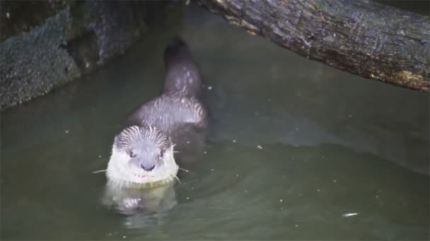 Fischotter fressen kleine Fische im Teich — Stockvideo