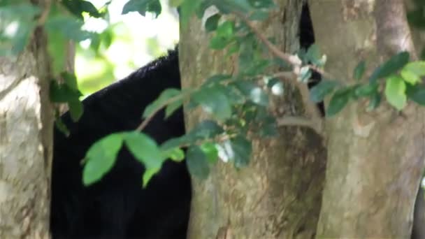 熊狸或强健的人，爬上树，平移镜头高清摄像机 — 图库视频影像