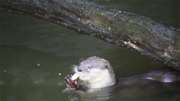 Fischotter fressen kleine Fische im Teich — Stockvideo