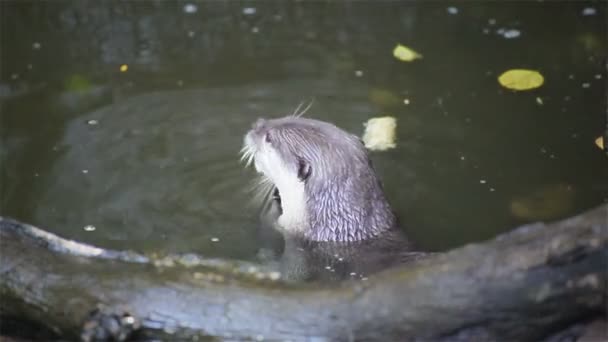 Lontra mangiare piccoli pesci in stagno, in HD — Video Stock