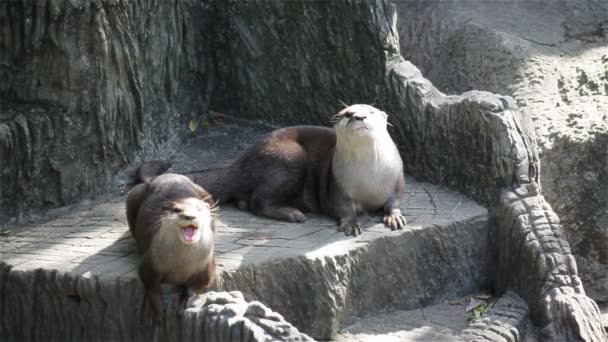 couple de loutres dormir et se détendre sur le sol, en HD 