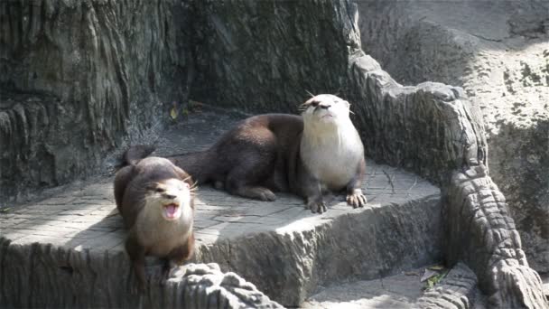 Pareja nutria durmiendo y relajándose en el suelo, en HD — Vídeos de Stock