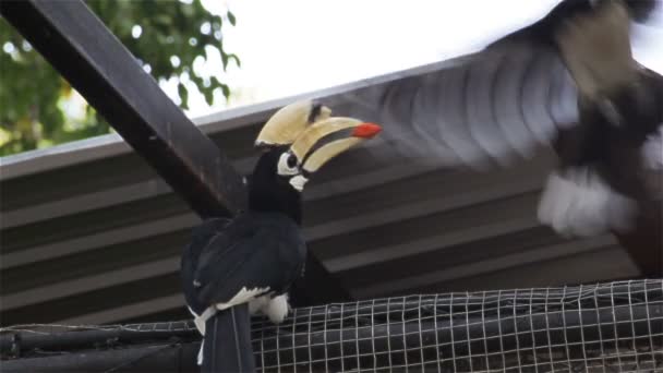 Пара венков птица Hornbill принес еду или фрукты и корм для женщин на заборе, в HD — стоковое видео