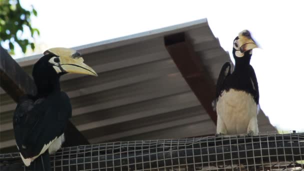 Para Wreathed Hornbill ptak przyniósł żywności lub owoców i karmienia kobieta na płocie, w Hd — Wideo stockowe