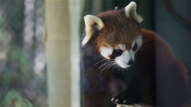 Panda rouge, nom scientifique "Ailurus fulgens" appelé petit panda, ours rouge-chat, sur l'arbre, gros plan en HD 