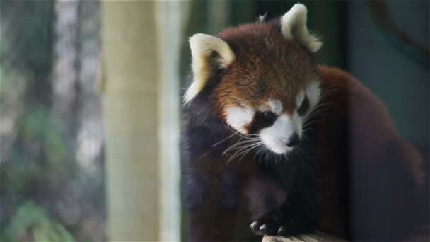 Panda červená, věda, názvy "Ailurus fulgens" zvané malé panda, červený medvěd cat, na stromě, detailní v Hd — Stock video