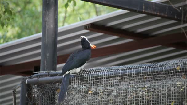 En inhöljda Hornbill fågel kom med mat eller frukt och väntar på kvinna på staketet, i Hd — Stockvideo