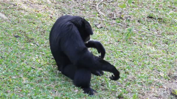 "Bianco Cheeked "Gibbon o Lar Gibbon a terra, nomi scientifici" Nomascus leucogenys "seduto vicino stagno, in HD — Video Stock