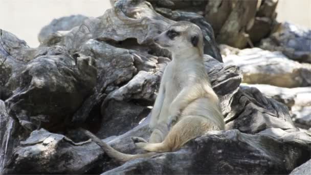 Bekçi, HD geniş açılı görünüş olarak ağacın üzerinde oturup uyarı çöl faresi (Suricata suricatta) — Stok video