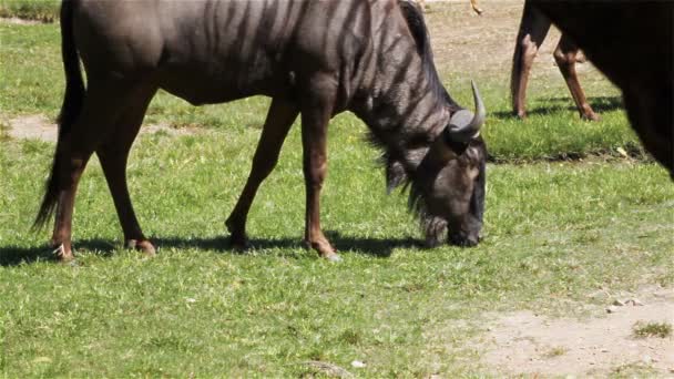 Wildebeest äta och koppla av i gräsplan, Hd — Stockvideo