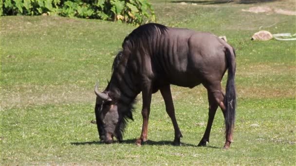 Wildebeest äta och koppla av i gräsplan, Hd — Stockvideo