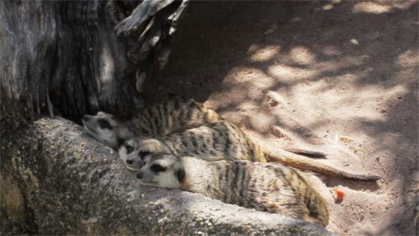 Group of meerkat (Suricata suricatta) sleeping on the timber, wide angle view in HD — Stock Video