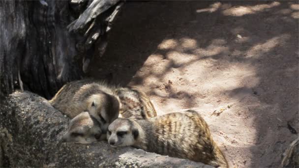 Grupo de suricata (Suricata suricatta) durmiendo en la madera, vista de gran angular en HD — Vídeos de Stock