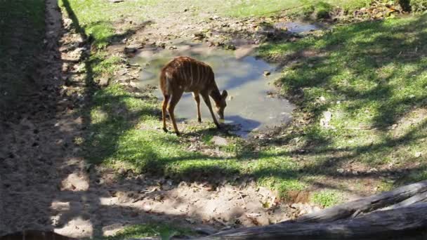 Cerfs, noms scientifiques "cerfs tachetés" ou "cerfs de l'Axe", boire de l'eau dans l'étang en HD 