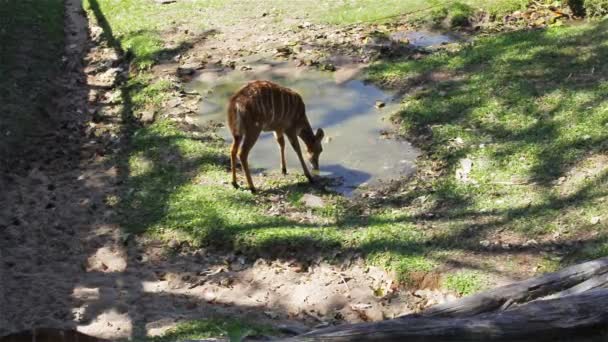 Ciervo, la ciencia nombra "ciervo manchado" o "ciervo del Eje", beber agua en el estanque en HD — Vídeo de stock