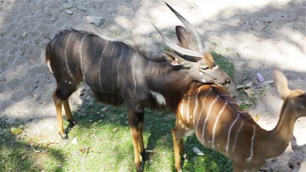 Cerf, noms scientifiques "cerf tacheté" ou "cerf de l'Axe", hart, prendre soin des cerfs femelles en HD — Video