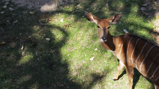 Cerfs, noms scientifiques "cerfs tachetés" ou "cerfs de l'Axe", regardant autour et marchant sur le sol, caméra panoramique prise en HD — Video