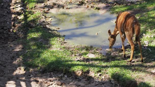 Ciervo, la ciencia nombra "ciervo manchado" o "ciervo del Eje", beber agua en el estanque en HD — Vídeos de Stock