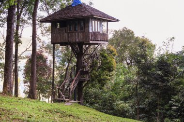 Orman tropik ağaç evde