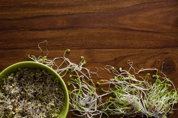 Fresh sprouts in bowl — Stock Photo, Image