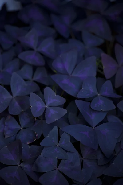 dark violet leaves for background