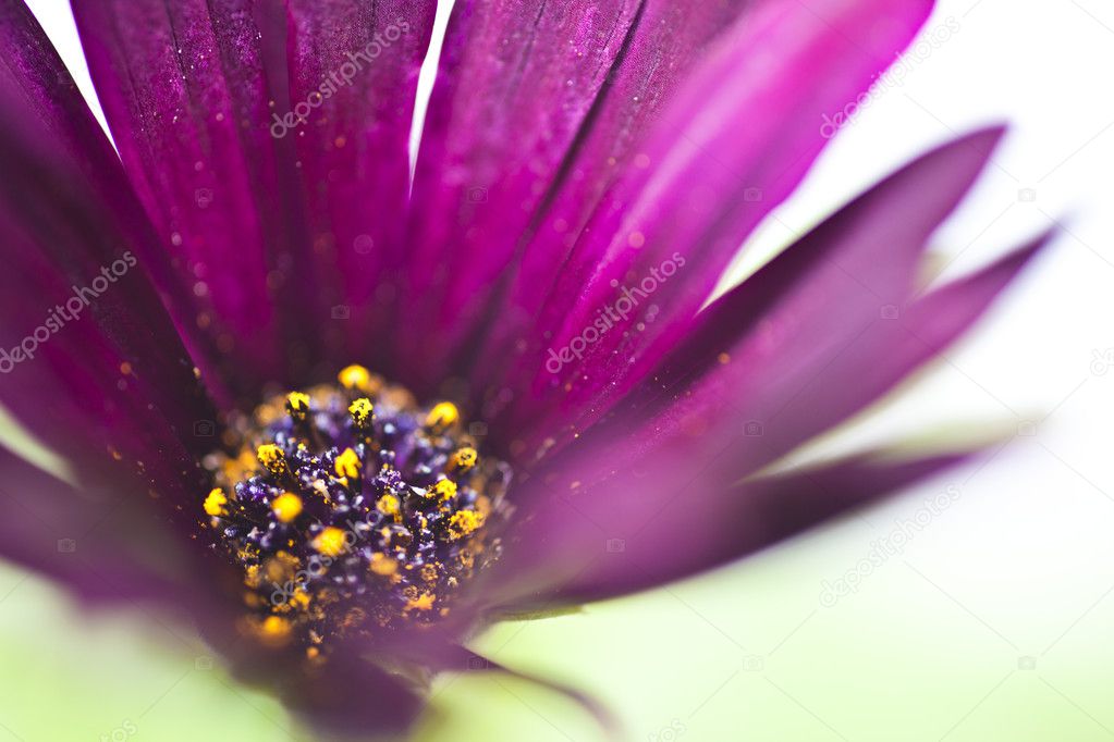 violet blury flower for background