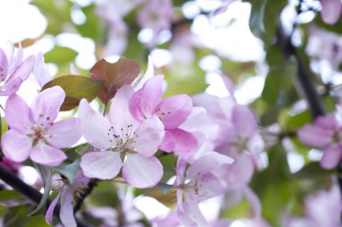 Pembe çiçeği arka plan