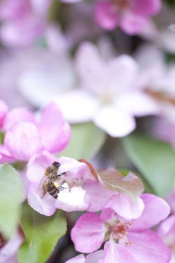 Pembe çiçeği arka plan