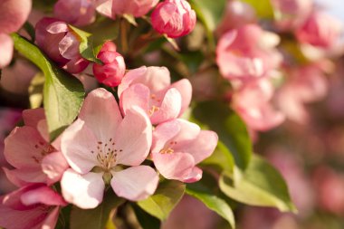 Pembe çiçeği arka plan