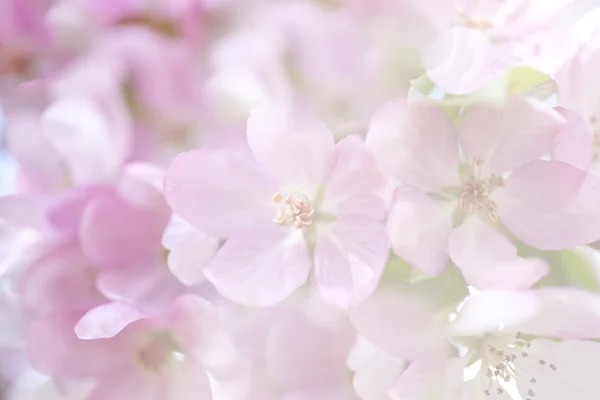 Pink blossom background — Stock Photo, Image