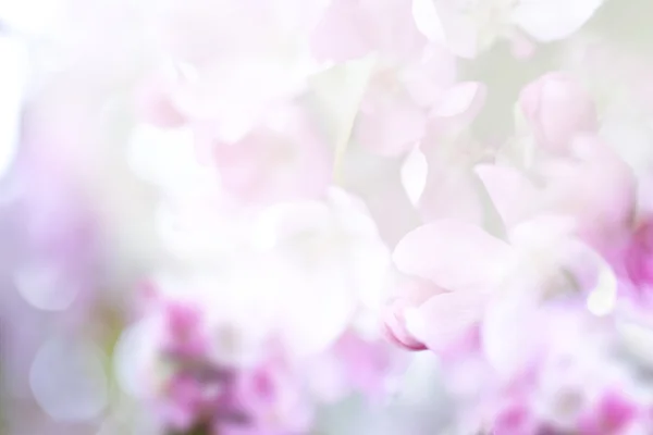 Kwiat różowy tło — Zdjęcie stockowe