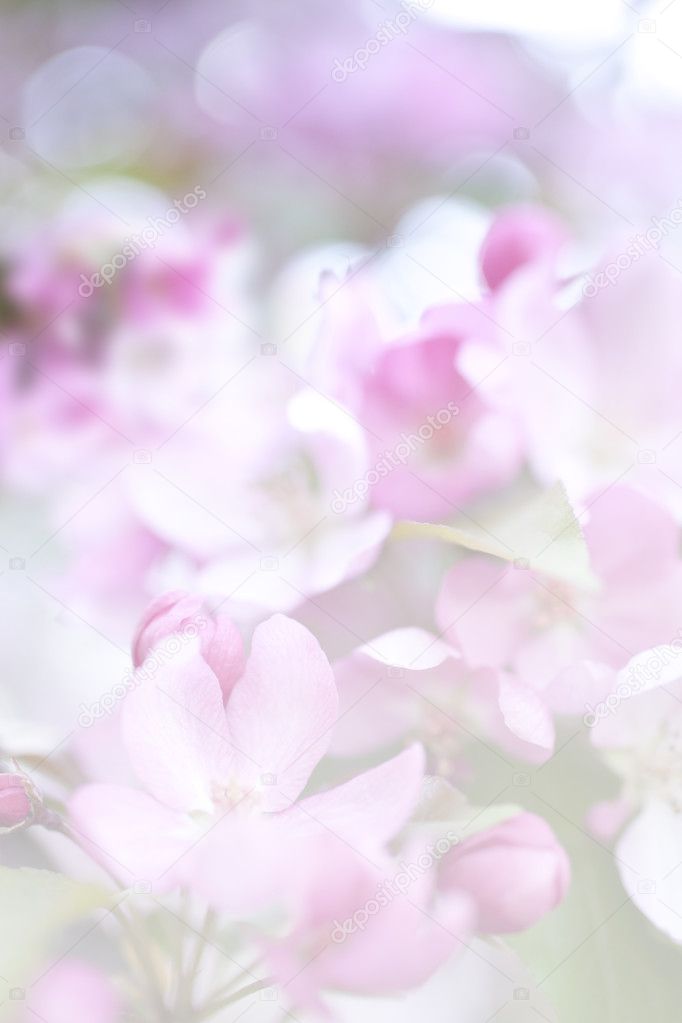 pink blossom background